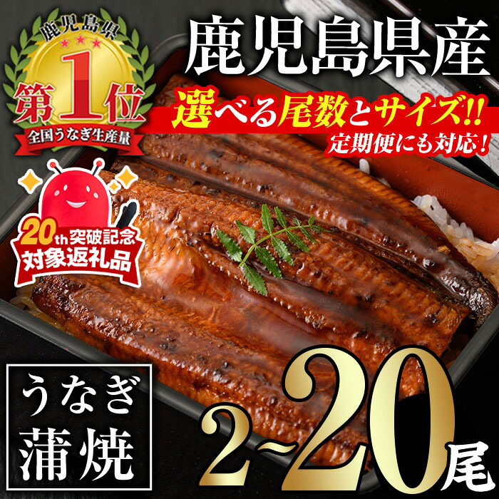 【ふるさと納税】＜サイズ・尾数・配送回数が選べる！＞無投薬！鹿児島県産うなぎ蒲焼セット(計280g以上〜計2.4kg以上 / 定期便 全3回 計840g以上・140g以上×2尾×3回) タレ・山椒付き 鰻 うなぎ 蒲焼 うな重 ひつまぶし ご褒美【西日本養鰻】