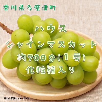 ふるさと納税 多度津町 ハウスシャインマスカット　1房　化粧箱【令和7年7月下旬頃発送!先行受付中!】【B-35】