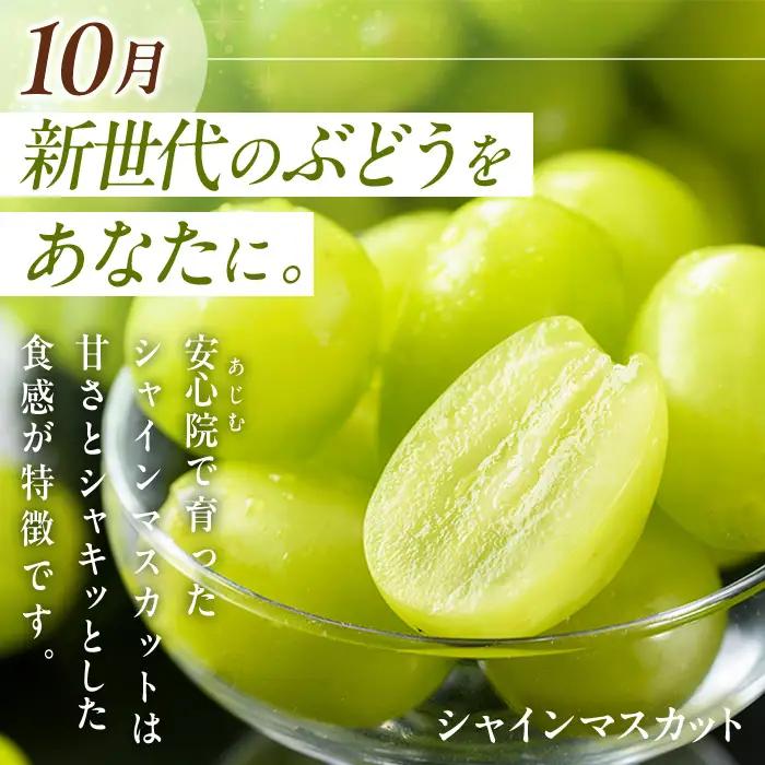 ＜定期便・全3回(10.12.2月発送)＞フルーツ定期便 (シャインマスカット・田口早生・ベリーツ) ぶどう 葡萄 フルーツ いちご みかん 果物 定期便＜先行予約受付中！26年10月から順次発送予定