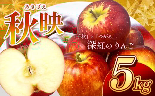 長野県産 りんご 秋映 約5kg 【2025年9月～10月発送】 | りんご リンゴ 林檎 秋映 果物 くだもの フルーツ 新鮮 長野県 信州 南信州 飯田