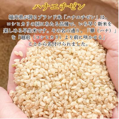 ふるさと納税 小浜市 令和7年産新米ハナエチゼン　玄米　20kg |  | 01