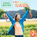 【ふるさと納税】カラフルにんじん 3種 計約2kg 人参 栽培期間中 農薬不使用 にんじん ニンジン 野菜 カロテン 食物繊維 パープルターゲット 京くれない イエロー金美 栽培期間中農薬不使用