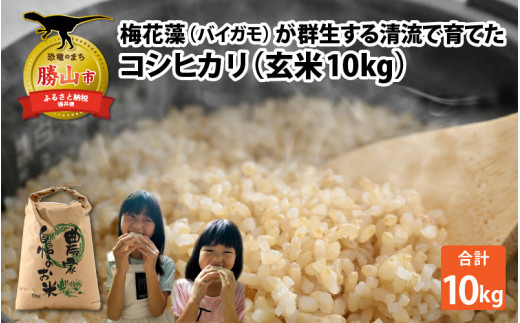 【通常販売】令和8年産 梅花藻が群生する清流で育てたコシヒカリ（玄米 10kg×1袋）※2026年9月10日以降順次発送予定│新米 人気の米 ご飯 ごはん お米 米 こめ ブランド米 玄米 コシヒカリ 10kg 10キロ 10kg×1袋 お取り寄せ 直送 品種 送料無料 人気 プレゼント ギフト 贈答 贈答用 国産 福井産 かつやま 勝山市[A-040030]