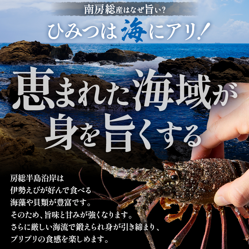 【天然】甘み凝縮！活〆冷凍伊勢海老900ｇ以上（300ｇ×3尾） 