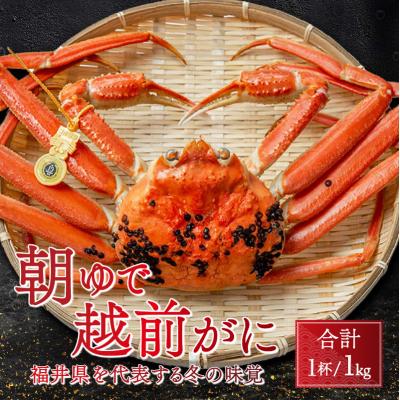 ふるさと納税 小浜市 【先行受付】【1月上旬から順次発送】朝ゆで越前ガニ1杯【約1kg】