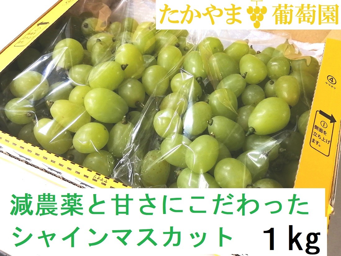 
                  【2025年発送】糖度18度以上 粒詰めシャインマスカット 1kg（粒500g × 2） 食べおさめ！※収穫終了間際のため規格外品も含みます シャインマスカット シャイン 葡萄 ぶどう ブドウ フルーツ くだもの 果物 家庭用 ワケアリ 訳あり わけあり 三重県 多気町 TD-07
                