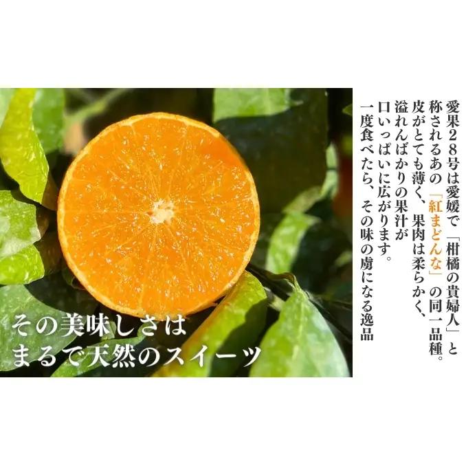 愛果28号 家庭用 紅まどんな同品種 愛媛県産 愛果28号【約1.5kg】【先行予約】
