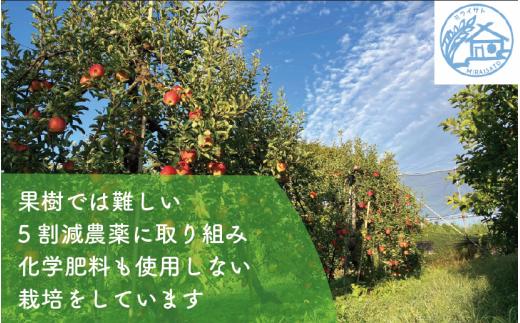 【令和8年産】佐渡産りんご「ふじ」5kg（13～18玉）ミライサト | 新潟県産りんご 新潟産りんご 佐渡産りんご 佐渡島産りんご ふじ フジ りんご リンゴ 林檎 アップル フルーツ 果物 くだもの