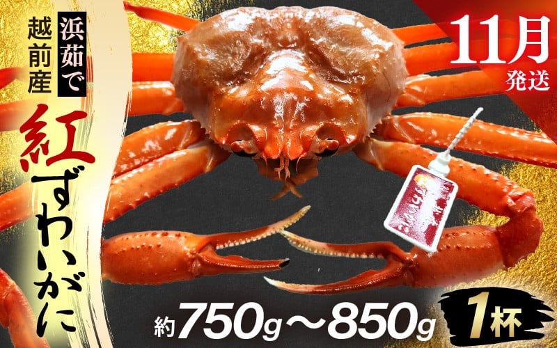 
            ≪浜茹で≫越前産 紅ずわいがに × 1杯（生で約750g～850g）【11月発送分】【紅ズワイガニ カニ かに 蟹】【紅ずわいがに】希望日指定不可 [e80-x002_11]
          
