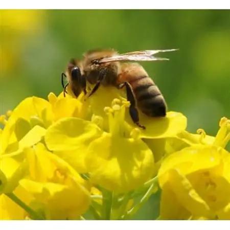 ひふみ養蜂園 菜の花はちみつ 1.2kg_ひふみ養蜂園 菜の花 はちみつ_【1486511】
