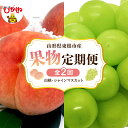 【ふるさと納税】［定期便 全2回］ 2025年 先行予約 果物定期便 ( 桃 シャインマスカット )/ もも モモ 白桃 ぶどう マスカット フルーツ 果物 くだもの 取り寄せ グルメ ご当地 特産 産地 直送 送料無料 山形 東根市