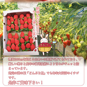 大竹農園直送　朝採れイチゴ「かおり野」 ４パック（箱入り）