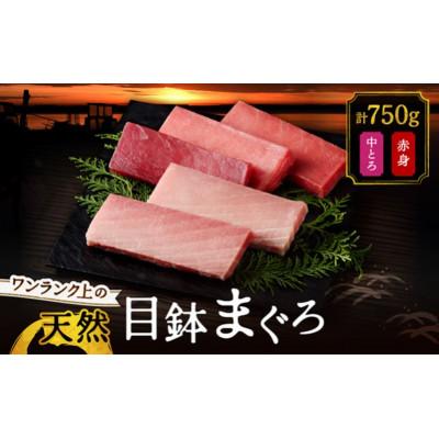 ふるさと納税 三浦市 ワンランク上の天然目鉢鮪中とろ・赤身セット　750g