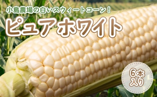 【先行予約】小島農場の白いスウィートコーン！ ピュアホワイト6本入り（2026年7月上旬より順次発送） 人気 おすすめ ランキング とうもろこし コーン スイートコーン とうきび 白いとうもろこし 北