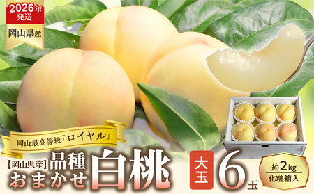 【令和８年発送分】岡山県産 白桃「ロイヤル」大玉6玉（令和8年7月から8月頃発送）【 岡山県産 白桃 大玉 ロイヤル 晴れの国おかやま 】