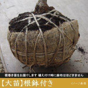 ＜すだ農園＞2年生 苗木◇ウメ(実梅)鶯宿(おうしゅく)[地掘苗 2022年] ※2023年11月中旬頃～2024年4月下旬頃に順次発送予定 ※北海道・沖縄・離島への発送不可