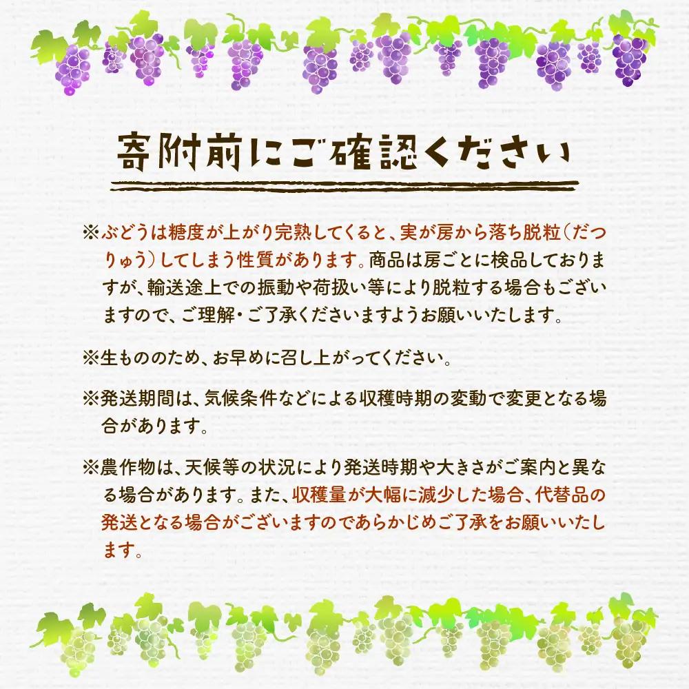 2026年ぶどう「訳ありシャインマスカット」2kg（3～5房）東根農産センター提供 山形県 東根市 hi027-235　山形県 東根市 東北 果物 フルーツ くだもの ぶどう　シャインマスカット 期間