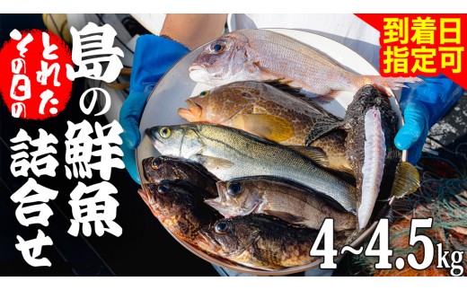 
                  鮮魚 セット 【 配達日指定可 】 神経締め 血抜き済 4～4.5kg 冷蔵 産地直送 瀬戸内海 おまかせ 詰め合わせ 詰合せ 刺身 刺身用 魚 煮魚 広島県 大崎上島町
                