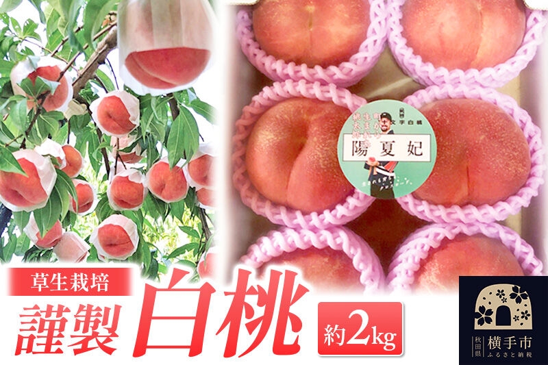 
                  《先行受付！8月中旬より順次発送》横手市十文字町 ほそかわ農園 謹製 白桃 （草生栽培） 約2kg [先行予約 ふるさと納税 桃 もも 秋田県横手市産 貴重]
                