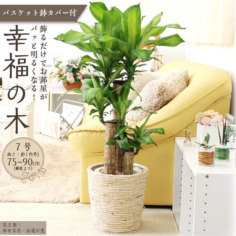 【ふるさと納税】＼最短7～14営業日以内発送／【観葉植物】幸福の木 7号 ホワイトバスケット鉢カバー | 楽天ふるさと 納税 観葉植物 植物 グリーン 緑 インテリア 室内 リラックス マイナスイオン 自然 おしゃれ オシャレ 癒し プレゼント ギフト 鉢付 筑前町 送料無料