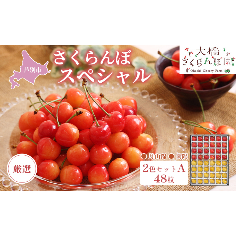 さくらんぼ 先行受付 厳選 さくらんぼスペシャル 2色Ａ 48粒 赤 黄 大橋さくらんぼ園  農林水産大臣賞 受賞 化粧箱入り ギフト お中元 贈り物 南陽 月山錦  サクランボ チェリー 果物 フルーツ デザート