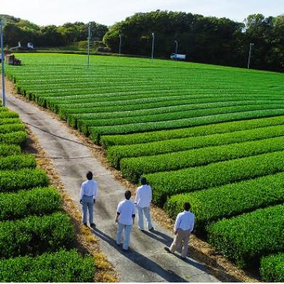 ふるさと納税 掛川市 新茶 掛川市奨励品種さえみどり50g×2本 日本茶AWARD受賞茶園のお茶 静岡県掛川市 茶農家直送 |  | 02
