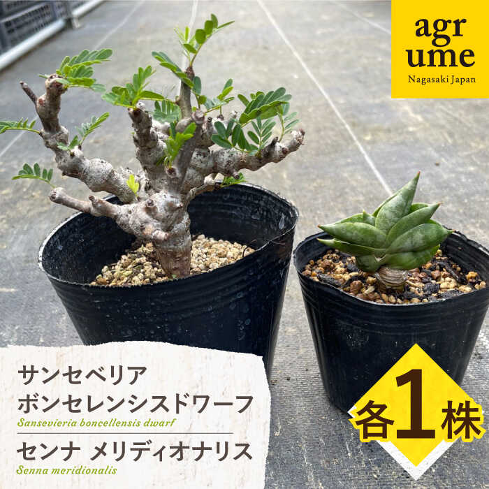 【ふるさと納税】センナ メリディオナリス &amp; サンセベリア ボンセレンシスドワーフ 各1株 Senna meridionalis &amp; sansevieria boncellensis dwarf 長与町/アグリューム[EAI240]
