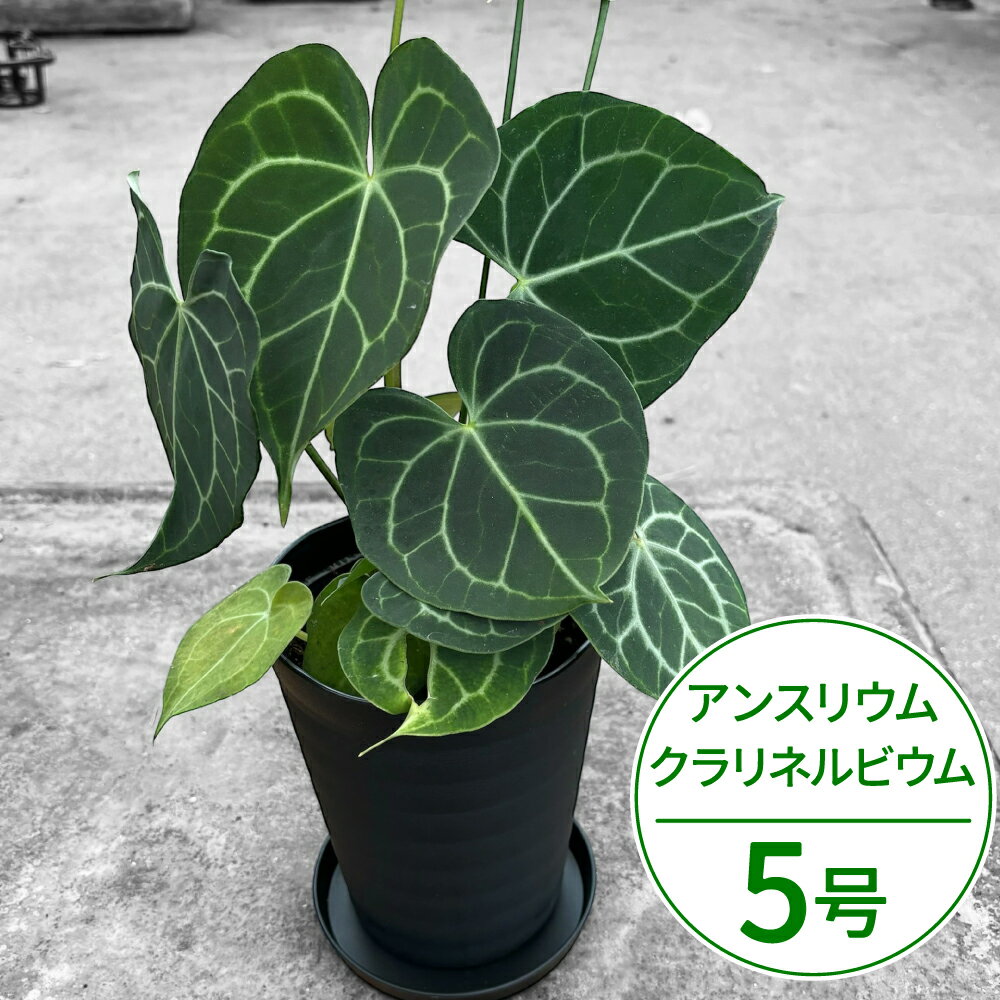 【ふるさと納税】 アンスリウム(アンスリューム) クラリネルビウム 5号 花 きれい お中元 自宅用 家庭用 国産 冷蔵 楽天 返礼品 寄付 お歳暮 お祝い 贈り物 故郷納税 滋賀県 東近江 近江 A-G19 湖東フラワー