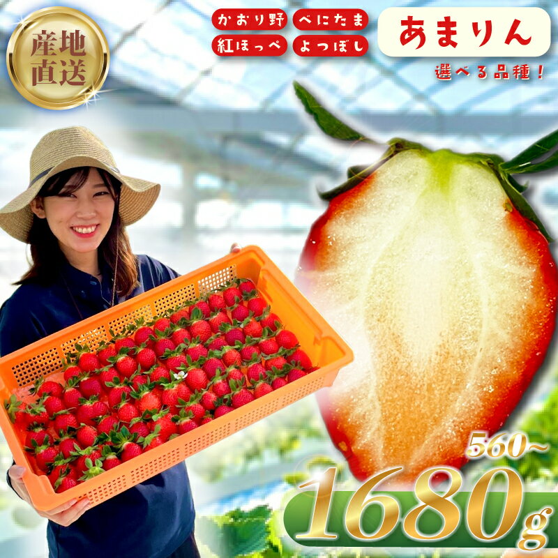 【ふるさと納税】 【事前受付】 数量限定 農家直送 厳選 いちご 選べる 5種 あまりん べにたま よつぼし かおり野 紅ほっぺ 苺 イチゴ フルーツ 果物 げんき農場 埼玉県 羽生市 ふるさと納税