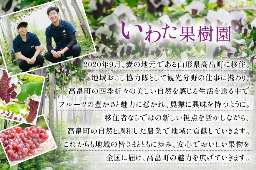 【期間限定発送】 家庭用 訳あり デラウェア 8〜12房 約1kg [いわた果樹園 山形県 高畠町 tk06ayt400006] ぶどう 種無し ブドウ 葡萄 くだもの 果物 フルーツ 産地直送 農家