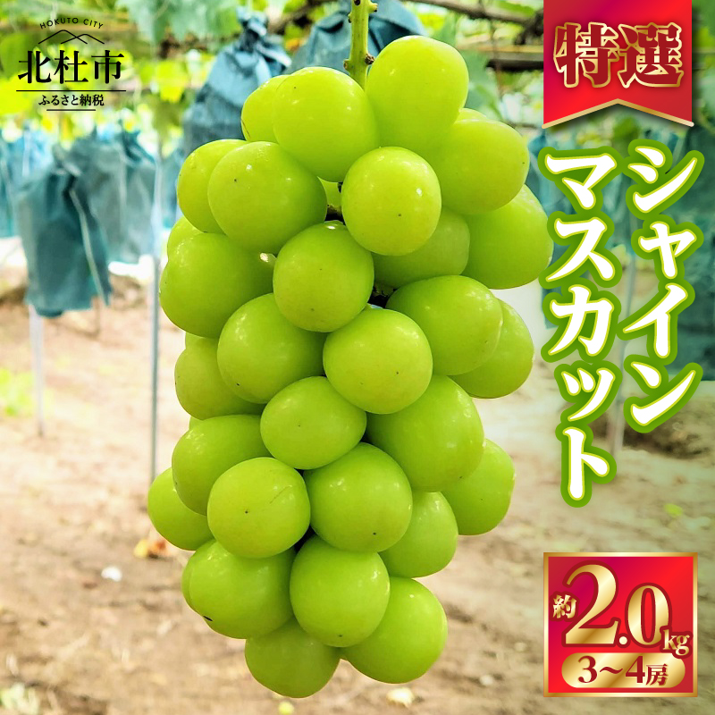【2025年先行予約】北杜市白州　名水の里の特選シャインマスカット　約2kg(3～4房)　贈答にもおススメ