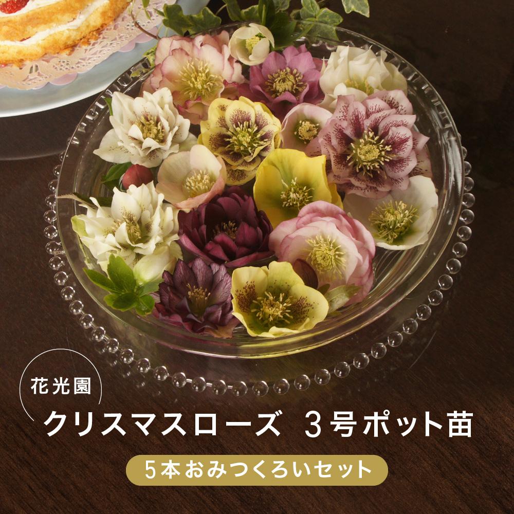 【ふるさと納税】花光園 クリスマスローズ 3号ポット苗5本おみつくろいセット | ガーデニング 園芸 植物 花 栽培 鉢植え 庭木｜人気 おすすめ 送料無料｜神奈川県 横浜市