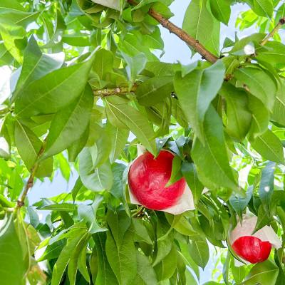 ふるさと納税 甲州市 【桃でもすももでもない!】スイートネクタリン2kg程度 |  | 02