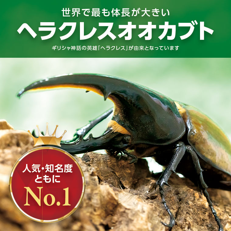 【B76002】ヘラクレスオオカブト（ヘラクレスヘラクレス）カブトムシ　3令幼虫オス2匹　人工蛹室付_イメージ3