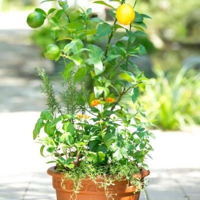 ふるさと納税 朝倉市 【母の日ギフト】レモンとハーブ　香りの寄せ植え |  | 01