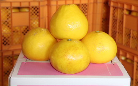土佐文旦 3kg 家庭用 L~3L 文旦