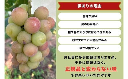 訳あり 悟紅玉 旧ゴルビー 2房(計800g以上) 産地直送 朝採れ ぶどう 葡萄 岡山 Kawahara green Farm 岡山県産 2026年