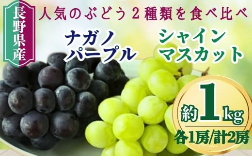 【2025年先行予約】家庭用 シャインマスカット＆ナガノパープル 約1kg（各1房/計2房）｜ 果物 フルーツ 白ぶどう 黒ぶどう 葡萄 ブドウ 種無し 種なし 皮ごと 千曲市 長野県 信州