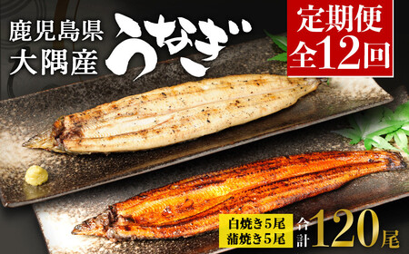 【定期便全12回】 鹿児島県 大隅産 千歳鰻 白焼き 5尾・ 蒲焼 5尾 （1尾110g～130g）| 白焼き