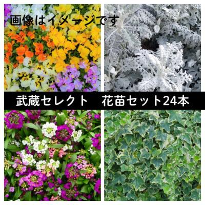 ふるさと納税 美作市 武蔵セレクト　初冬の花苗セット24ポット