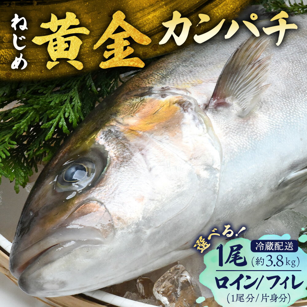 【ふるさと納税】【着日指定可】鹿児島 ねじめ黄金カンパチ 選べる！約800g～1尾 | 魚 直送 冷蔵 養殖 根占 さかな 身が引き締まった かんぱち 漁師 刺身 寿司 しゃぶしゃぶ ぷりぷり食感 鹿児島県 南大隅町 ねじめ漁業協同組合