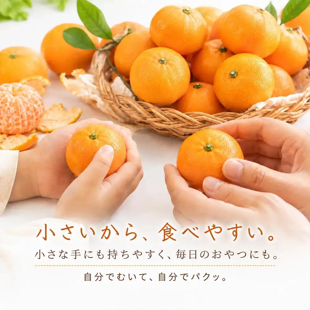 温州みかん 小粒っ子 3kg 傷み補償 300g 柑橘 果物 フルーツ 不揃い オレンジ 訳アリ 蜜柑 果実 みかん 極早生 早生 晩生 光センサー選果 みかん職人武田屋 高知県 土佐清水市【R017