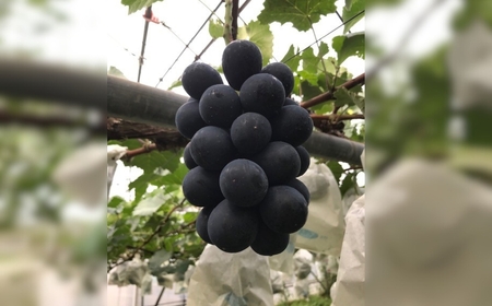 【2026年先行予約】ぶどう ナガノパープル 約3kg(5~6房)｜ ぶどう