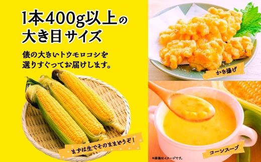 とうもろこし 恵味 ゴールド 400g以上 × 6本 高糖度 トウモロコシ スイートコーン 玉蜀黍 イエローコーン 黄 夏野菜 甘い ジューシー 野菜 おやつ 旬 産地直送 送料無料 湖南野菜出荷組合