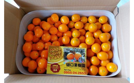 
                  樋口果樹園 完熟きんかん 2kg(70～100玉、バラ詰め)
                