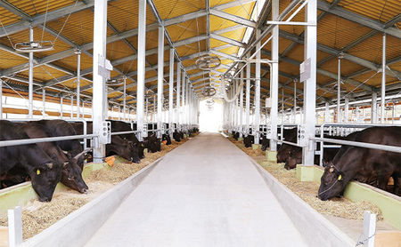 【定期便 3回 隔月で届く】美星和牛 サーロインステーキ 各回約800g（約200g×4枚）ステーキソースと牛脂付き！ 岡山県 里庄町