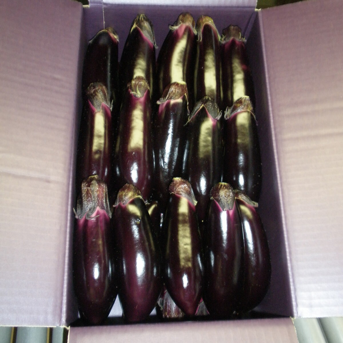 【ふるさと納税】幸田町産「とげなし美茄子」 5kg なす ナス 茄子 野菜 ※11月～6月発送予定