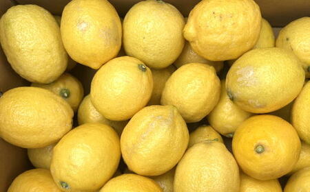 【先行予約】有田産の安心国産レモン約5kg （サイズ混合）※2026年10月中旬?2027年4月中旬頃に順次発送予定（お届け日指定不可）/ 柑橘 フルーツ くだもの【tec938A】