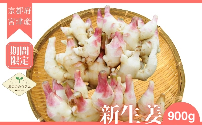 
            新生姜 京都府宮津産 25年発送分受付_新生姜 900g 生姜 しょうが ショウガ 野菜 薬味 瑞々しい 甘酢漬け 宮津市 京都府[№5716-0679]
          