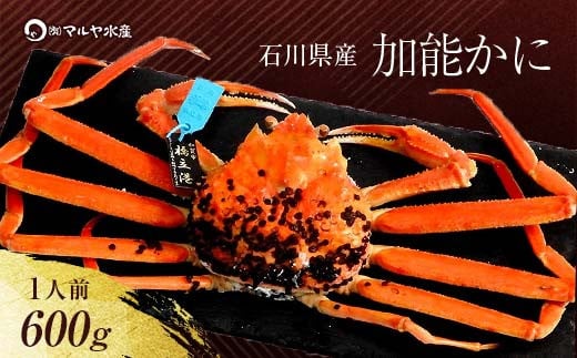【11月10日～12月15日発送】【先行予約】【冷蔵発送】石川県産 加能かに ズワイガニ ( 産地証明タグ付 ) 茹で上げ前重量 約600g 1匹 中サイズ F6P-2747